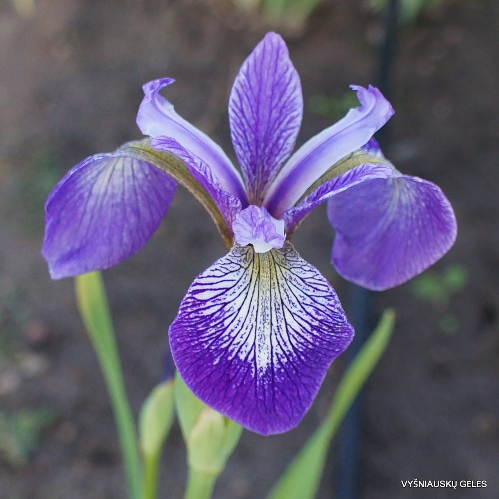 iris-versicolor-1-7307364