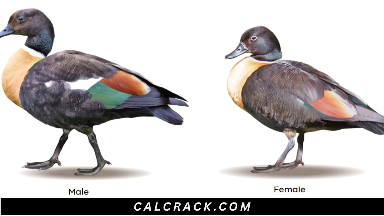 Mountain Duck Free Download