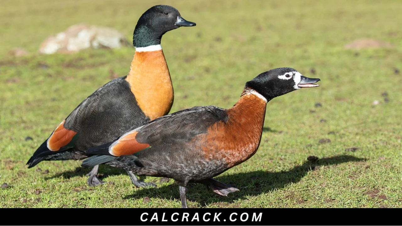 Mountain Duck Full Download