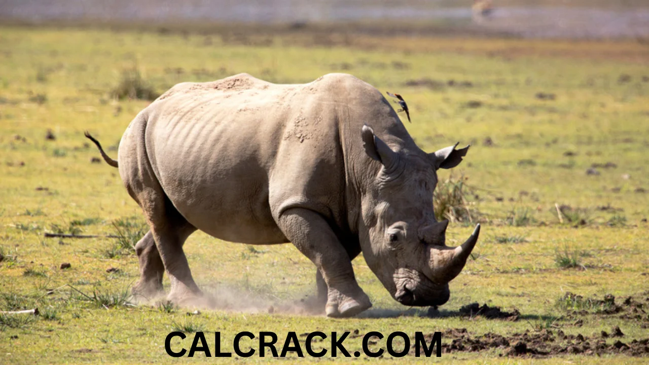 Rhinoceros full download